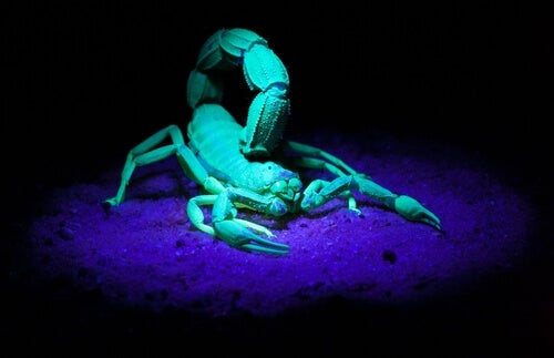 https://alternativadasilva.com/wp-content/uploads/2020/11/escorpion-que-brilla-en-la-oscuridad.jpg